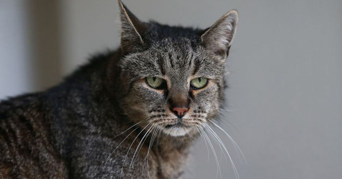 貓界的百歲「貓瑞」！到底為什麼貓可以活那麼久啊…