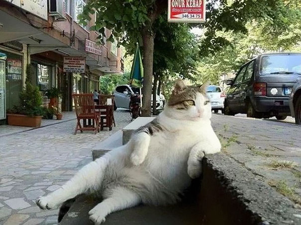 laid-back-cat-statue-tombili-istanbul-2